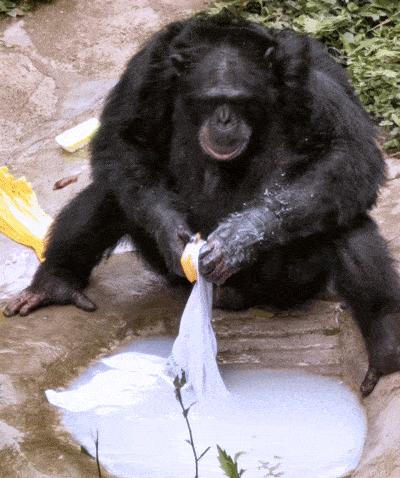 網紅黑猩猩會洗衣、剪指甲，人們感到擔憂，它會變成新型人類嗎？