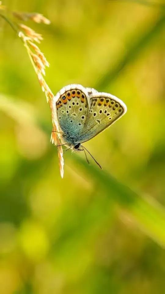 精美絕倫的•蝴蝶.到底有什麼寓意呢？五彩斑斕,靈動飄逸,太美了!