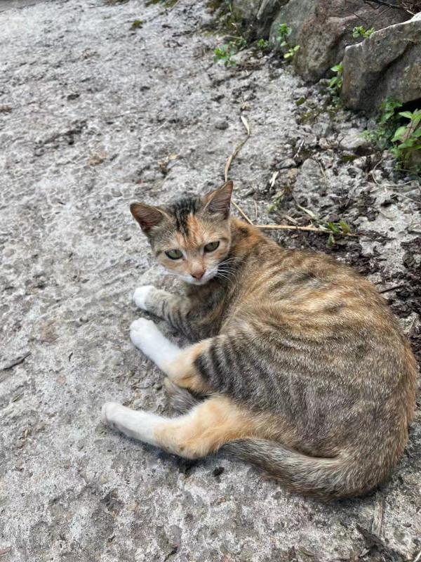 看，這就是深藏在貴州深山布依族村寨生活中的好滋味