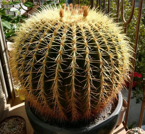 別人嫌醜的4種花,養在家裡能鎮宅保平安 別人嫌醜的4種花,養在家裡能鎮宅保平安