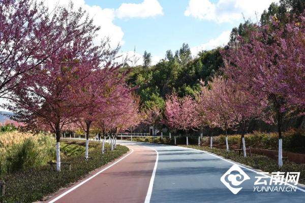 「高畫質組圖」約嗎？到異龍湖畔邂逅一場盛大浪漫的&OpenCurlyDoubleQuote;櫻花雨&rdquo;