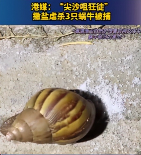 “小龍蝦會疼，活蒸太殘忍”以後做麻辣小龍蝦只能一隻只電死了