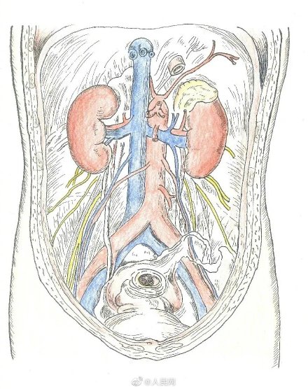 來吧,展示!蘭大醫學生手繪人體解剖圖 來吧,展示!蘭大醫學生手繪人體解剖圖
