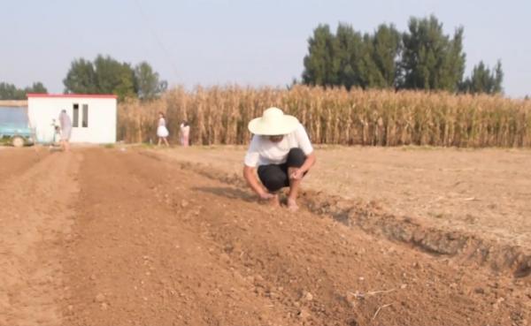 蘿蔔產量高不高,看看播種方法就知道,農戶以後要注意 蘿蔔產量高不高,看看播種方法就知道,農戶以後要注意