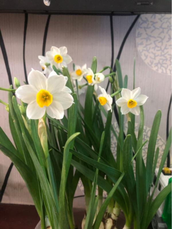 不同年齡段的女人,代表的花各不相同,看看你是哪種 不同年齡段的女人,代表的花各不相同,看看你是哪種