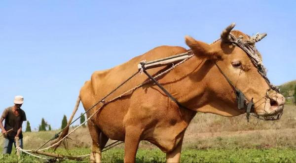 老黃牛被賣到屠宰場，老人不忍心，拿棺材錢贖牛