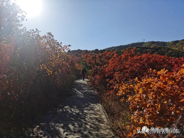 賞紅何必去郊區!北京西五環邊上的這座公園,紅葉正好 賞紅何必去郊區!北京西五環邊上的這座公園,紅葉正好