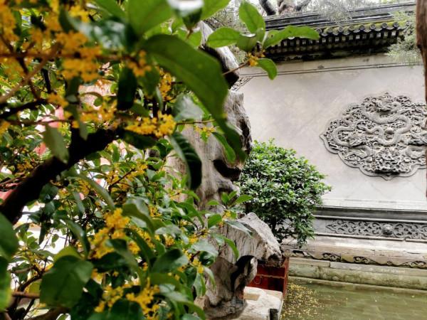 2021中秋佳節 頤和園中賞桂花