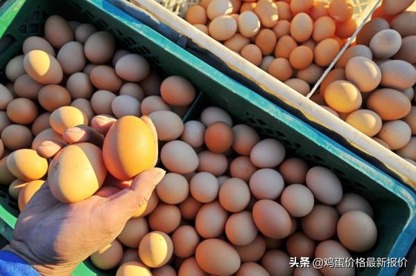今日雞蛋價格下跌！2021年12月29日雞蛋價格行情早報
