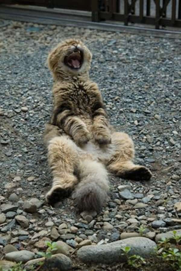 動物如此有趣和酷的一面，你見過沒？