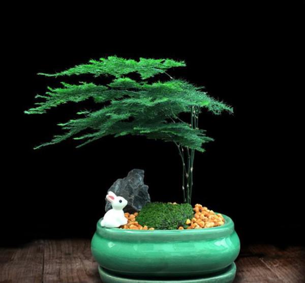 家中養&OpenCurlyDoubleQuote;5種竹&rdquo;，富貴不俗，護家祥瑞，好日子節節高升