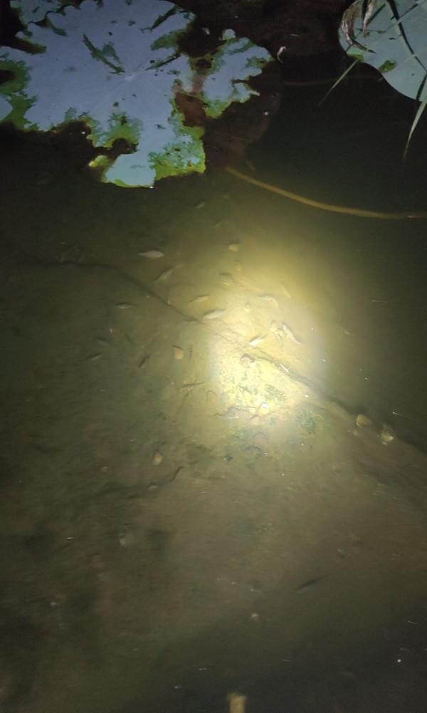 「十週年」深秋夜釣餌料使用要講究