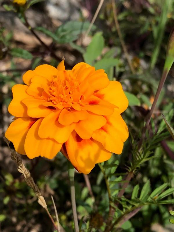 《秋分節氣挑洗黃豆芽懷舊》