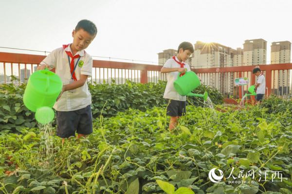 校園“空中農場”體驗農耕樂趣