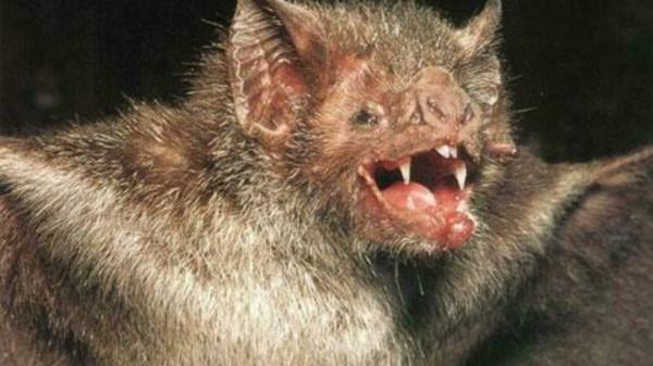 科學家早就給出答案:人類消滅蝙蝠會造成怎樣的毀滅性後果? 科學家早就給出答案:人類消滅蝙蝠會造成怎樣的毀滅性後果?