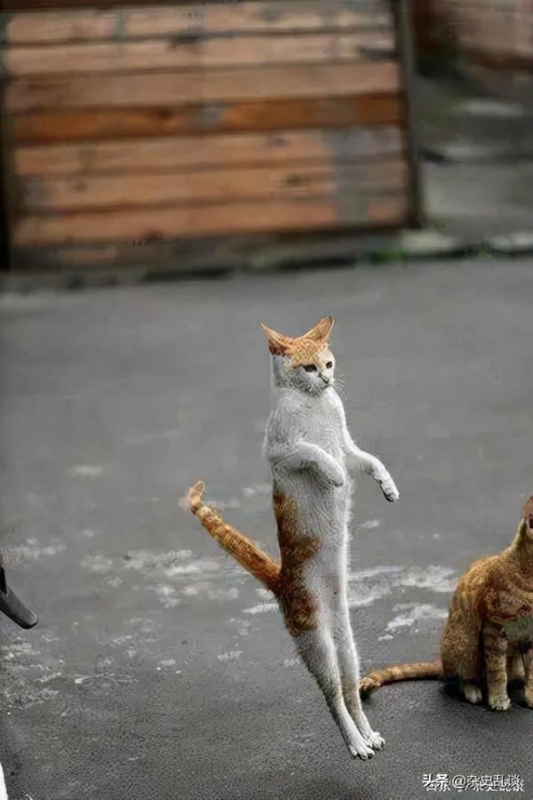 貓真的有“九條命”嗎？這毫無科學依據，這種說法又從何而來？