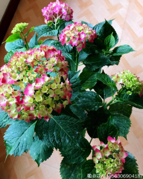 繡球花開得沒去年好，趕緊剪兩刀，不然一年比一年差