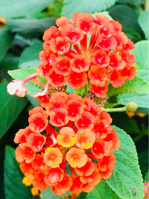 百合花不能養在屋裡，花香味太濃，有毒惹麻煩