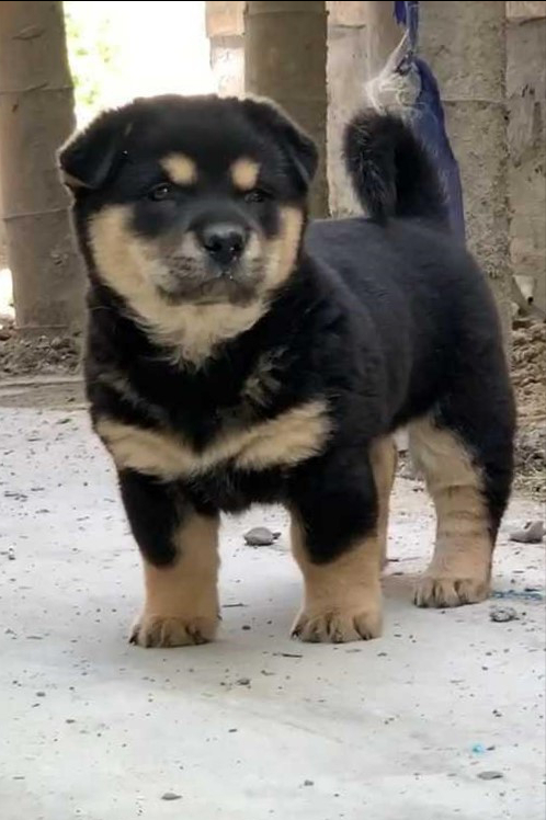 中華田園犬品種圖鑑 中華田園犬品種圖鑑