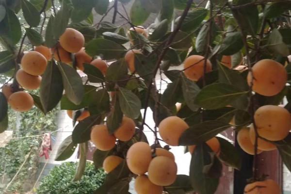 九九重陽節到了,俗話說“九九晴一冬凌,九九陰一冬溫”,啥意思 九九重陽節到了,俗話說“九九晴一冬凌,九九陰一冬溫”,啥意思