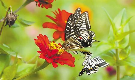 清水溝：田園美景入畫來