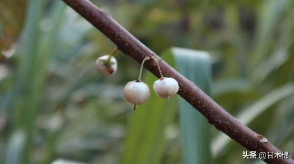 帶你一起回味62種南方野果子,它們是物質匱乏年代小朋友的零食 帶你一起回味62種南方野果子,它們是物質匱乏年代小朋友的零食