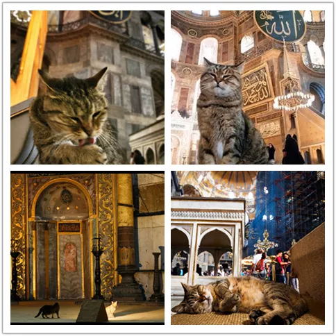 偶遇路中央喝水的流浪貓，大叔停車等候，畫面過暖