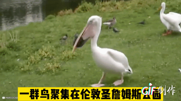 紀錄片:鳥類相食,大鳥吃小鳥 紀錄片:鳥類相食,大鳥吃小鳥