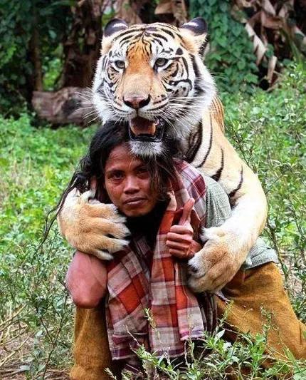 故事：福建老虎寄居農家，只因森林被毀