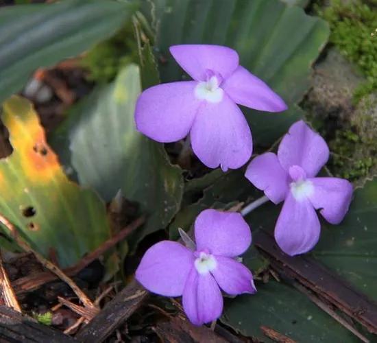 山奈花，美麗的林間奇花異草（八）