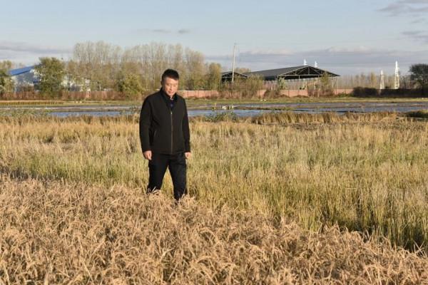 每天“泡”稻田，從1.4萬個可能中挑出一粒種子