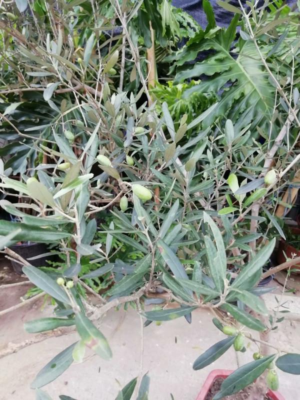 油料、園林綠化多用途常綠樹種——油橄欖