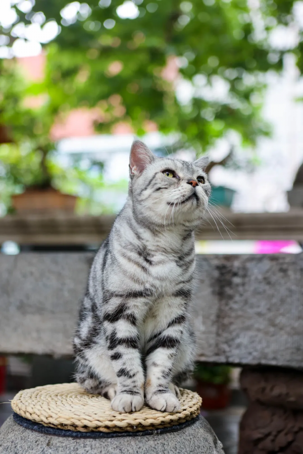 我,馬都督,是不會失寵的 我,馬都督,是不會失寵的