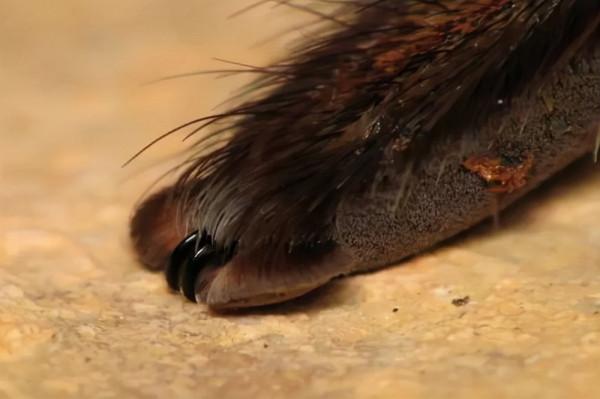 8個顛覆你認知的動物冷知識，超級有趣