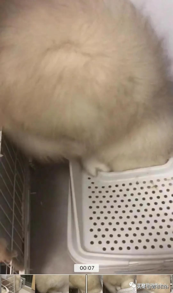 我家狗愛吃貓屎,貓知道後竟然特意到狗飯碗旁邊上廁所 我家狗愛吃貓屎,貓知道後竟然特意到狗飯碗旁邊上廁所