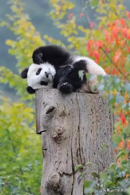 可愛又呆萌的國寶熊貓誰不喜歡