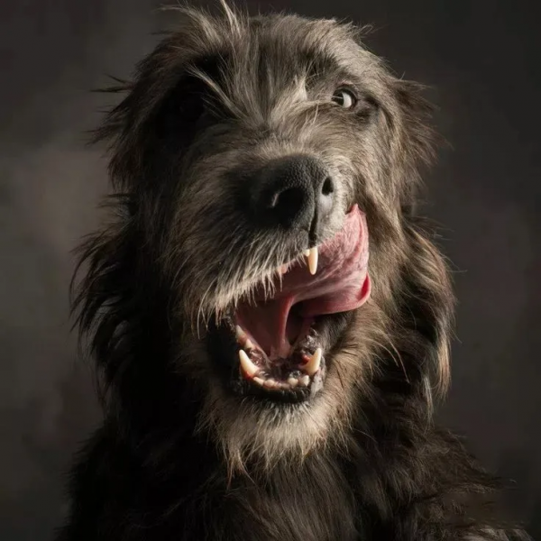 他是巨型犬中的戰鬥機，天生獵殺惡狼，現已成為軍犬中頂級猛犬