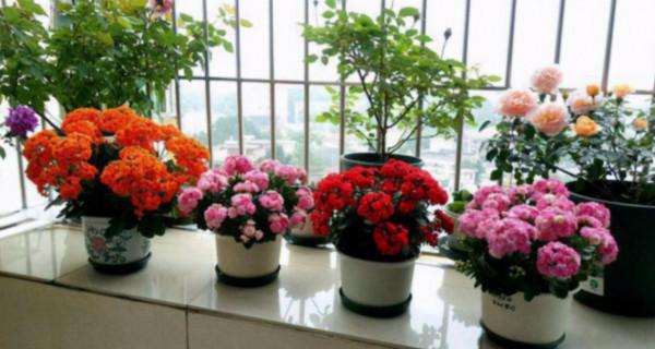 人養花,花亦養人!家居盆花20種,漂亮又實用,總有一款你喜歡 人養花,花亦養人!家居盆花20種,漂亮又實用,總有一款你喜歡