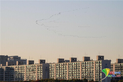 單人家庭成韓國最主流家庭形態 結婚率低及老齡化成主因