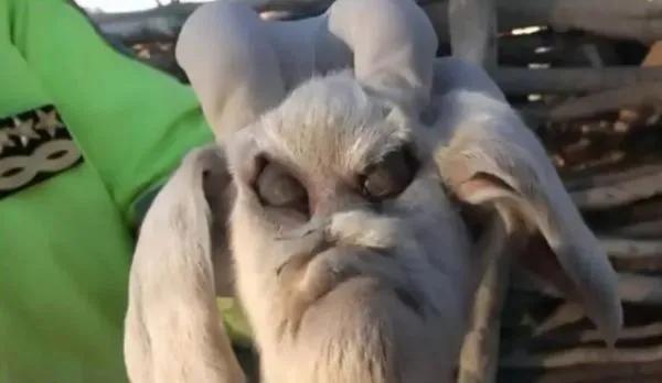 是基因變異，還是雜交產物？為什麼印度屢屢出現&OpenCurlyDoubleQuote;人臉山羊&rdquo;？