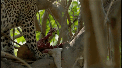 這隻花豹是啃老反面教材！正能量教育意義