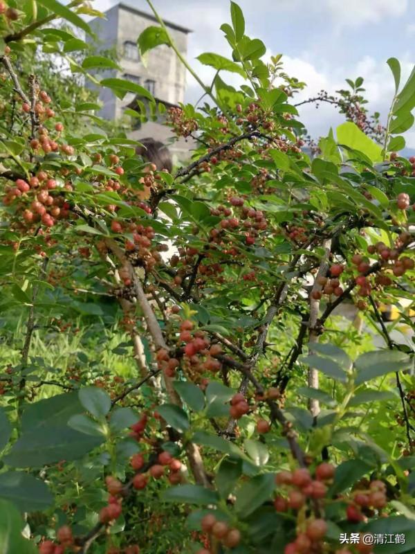 花椒在什麼時候採收才會色澤鮮豔靚麗,麻香味最濃 花椒在什麼時候採收才會色澤鮮豔靚麗,麻香味最濃