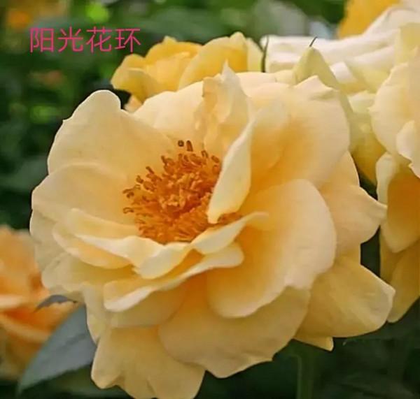 德國科德斯又一系列——花環系列月季 德國科德斯又一系列——花環系列月季