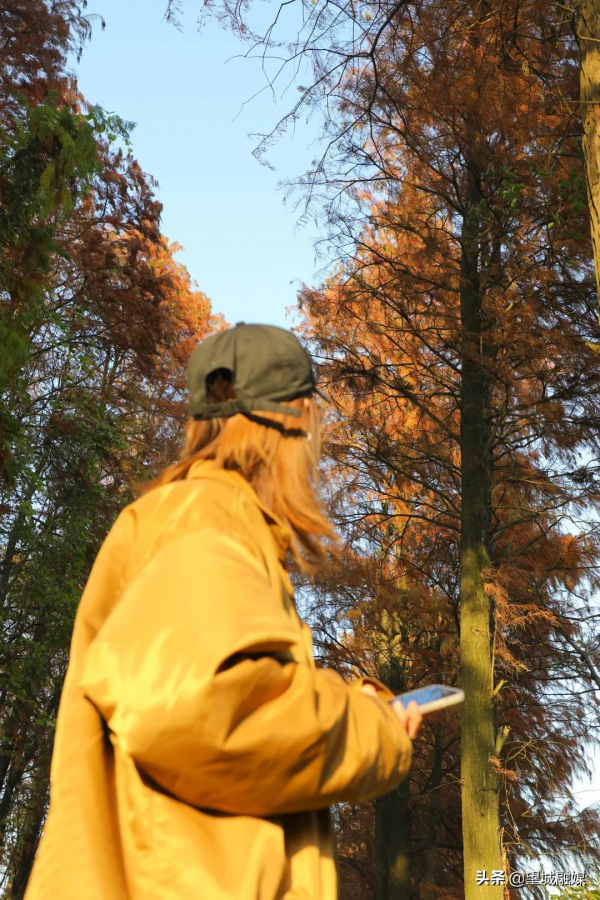 冬日紅杉！望城這條路自帶電影氛圍感→