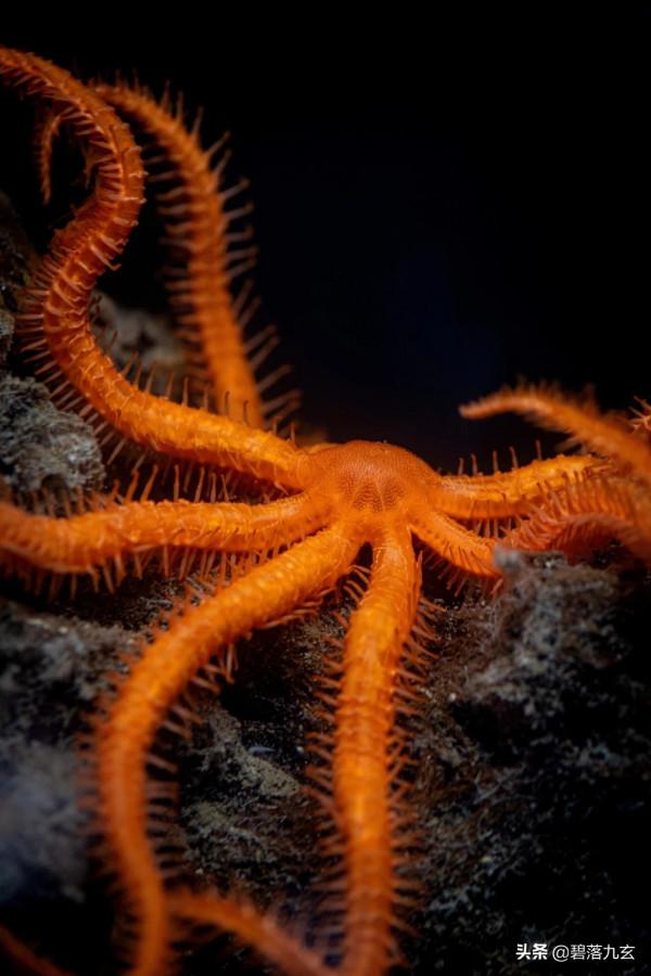 深入深處：來自海洋深處的不可思議生物的照片