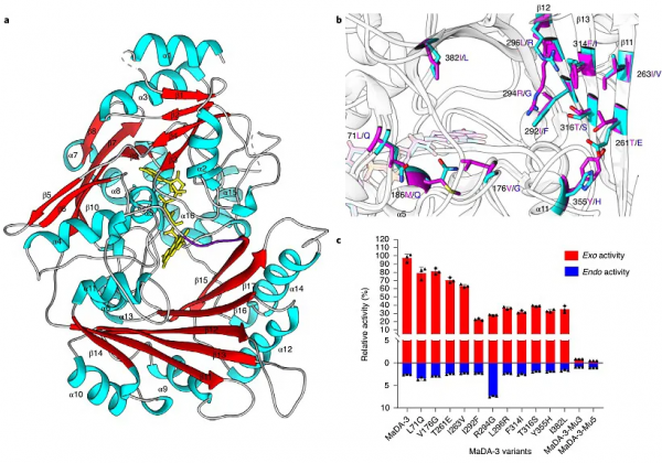 自然界中首例exo選擇性分子間Diels-Alder反應酶