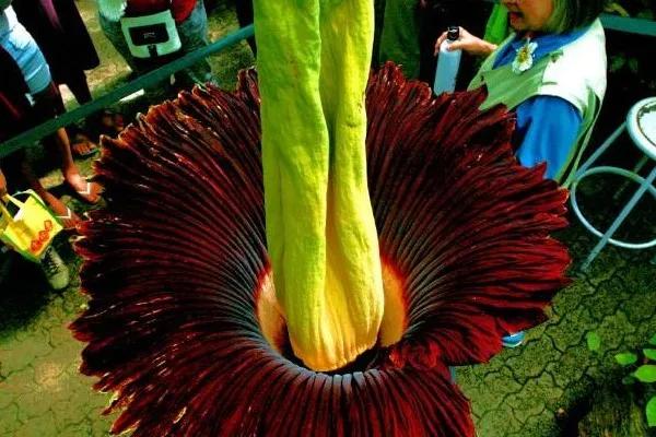 幾十年開花一次，花高三米，像一顆巨大的白菜，極其罕見