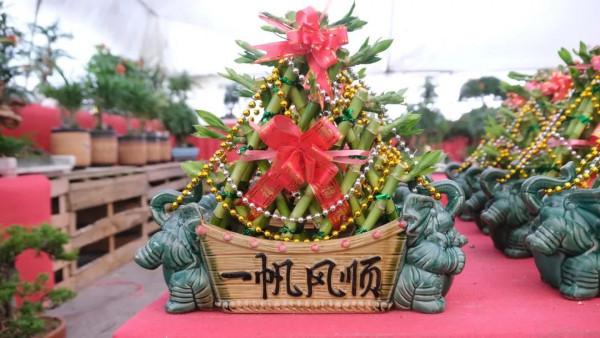 寓意好、顏值高！松江這裡的年宵花選購指南來啦，建議收藏