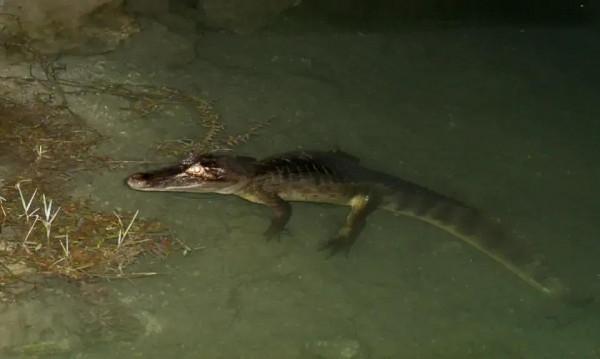 鱷魚好圖大雜燴 鱷魚好圖大雜燴