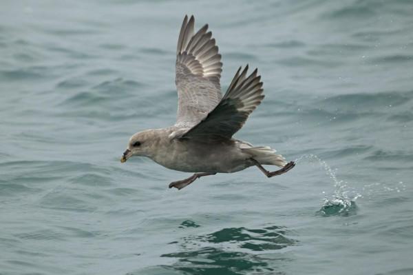 會噴“臭油”自衛的鳥,被它射出的油命中,鷹也會失去飛行能力 會噴“臭油”自衛的鳥,被它射出的油命中,鷹也會失去飛行能力